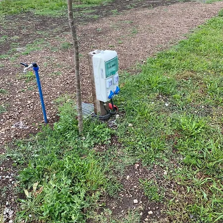 Tree Olives *
