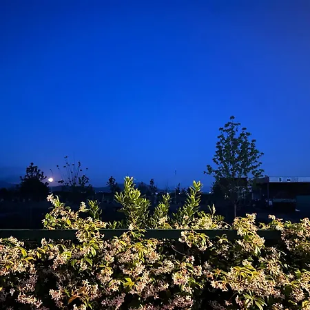 Tree Olives キャンプ場 Shkodër