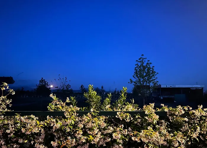 Tree Olives Camping Shkodër