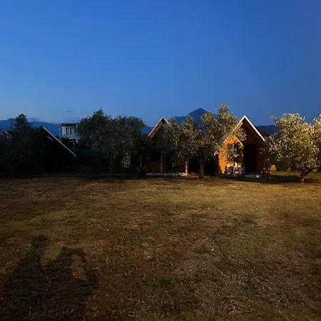 Tree Olives Camping Shkodër